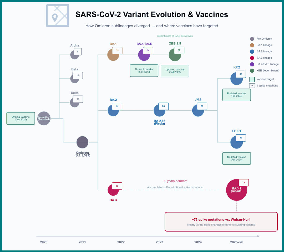 A graphic showing SARS-CoV-2 variant evolution over time.