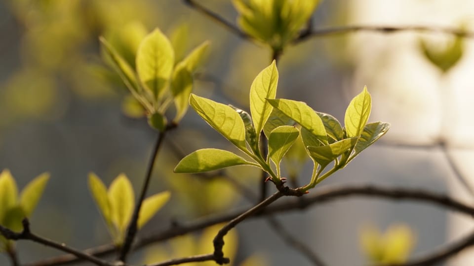 Outbreak Outlook - Midwest - April 15