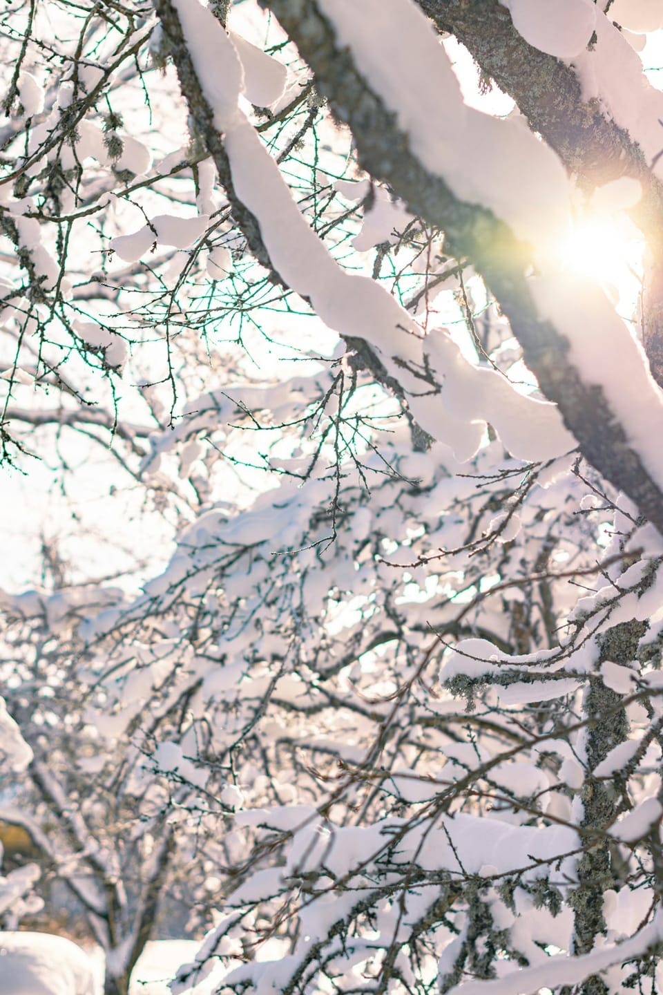 Outbreak Outlook - West - Feb 17