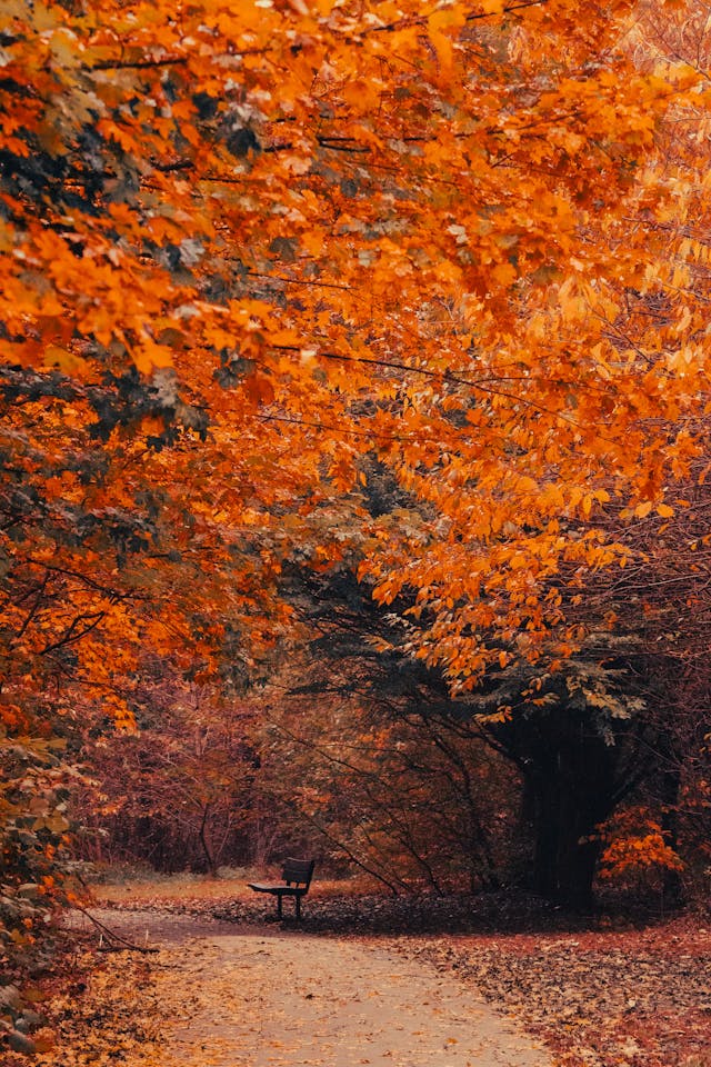 Outbreak Outlook - South - Nov 11